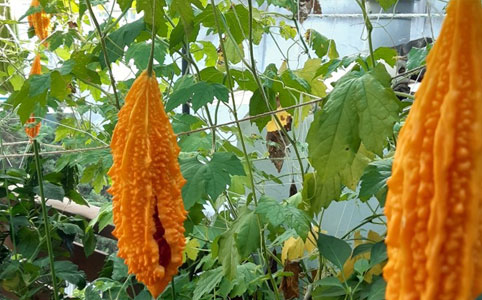 직접 재배하는 작물